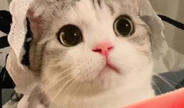 吃瓜网红企鹅,揭秘娱乐圈背后的秘密