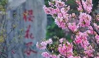 厦门野草莓爆料视频大全,视频大全带你领略春日美味