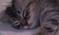 野猫在线观看,在线观看，揭秘都市边缘的生存法则