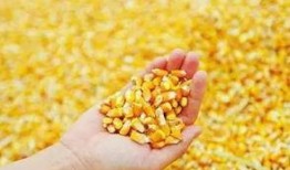 郑州大料玉米爆料视频,大料玉米爆料视频深度解析