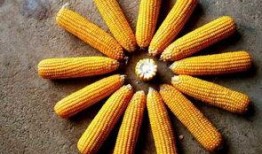 郑州大料玉米爆料视频,大料玉米爆料视频深度解析