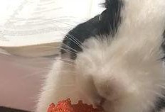 喵喵吃蓝瓜视频大全免费观看,免费观看喵喵吃蓝瓜视频大全
