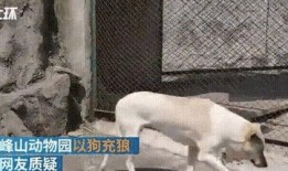 狗狗最新爆料视频播放下载,揭秘萌宠日常，下载观看笑翻天