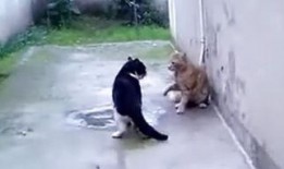 野猫在线观看,在线观看，揭秘都市边缘的生存法则