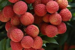 厦门野草莓爆料视频大全,视频大全带你领略春日美味