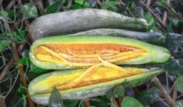 郎溪网红吃瓜哥,揭秘网络红人的幕后故事