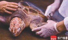 海龟爸爸爆料视频全集,揭秘真实生活幕后故事