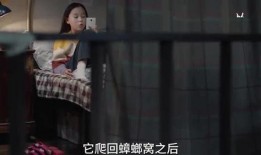 草莓姐姐爆料视频大全集,揭秘幕后故事与精彩瞬间