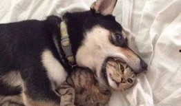 猫咪遥控爆料视频下载免费,免费下载视频带你领略萌宠魅力