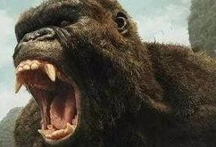 金刚哥被爆料了吗视频