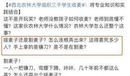 西北农林爆料事件最新消息,最新进展及影响揭秘”