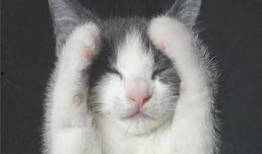 猫咪遥控爆料视频下载免费,免费下载视频带你领略萌宠魅力