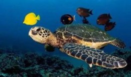 海龟爸爸爆料视频全集,揭秘真实生活幕后故事