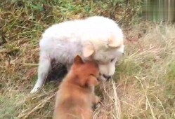 狗狗最新爆料视频播放下载,揭秘萌宠日常，下载观看笑翻天