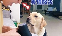 宠物爆料博主视频下载,萌宠日常大揭秘