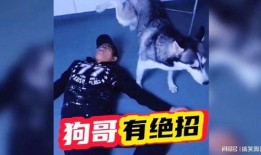 狗哥爆料视频,娱乐圈幕后真相大曝光