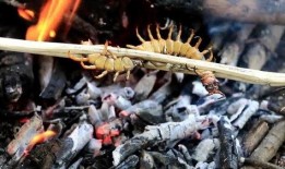 人形蜈蚣在线观看,惊悚悬疑，探寻人性深渊的恐怖之旅