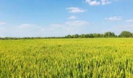 水稻之兴爆料视频大全集,揭秘水稻种植奥秘与农业发展历程