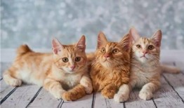 猫咪遥控爆料视频下载免费,免费下载视频带你领略萌宠魅力
