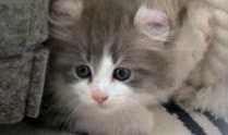 野猫在线观看,在线观看，揭秘都市边缘的生存法则