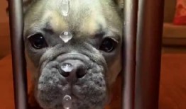 狗狗最新爆料视频播放下载,揭秘萌宠日常，下载观看笑翻天