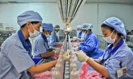 枸杞生产过程爆料视频,从采摘到成品，一探究竟